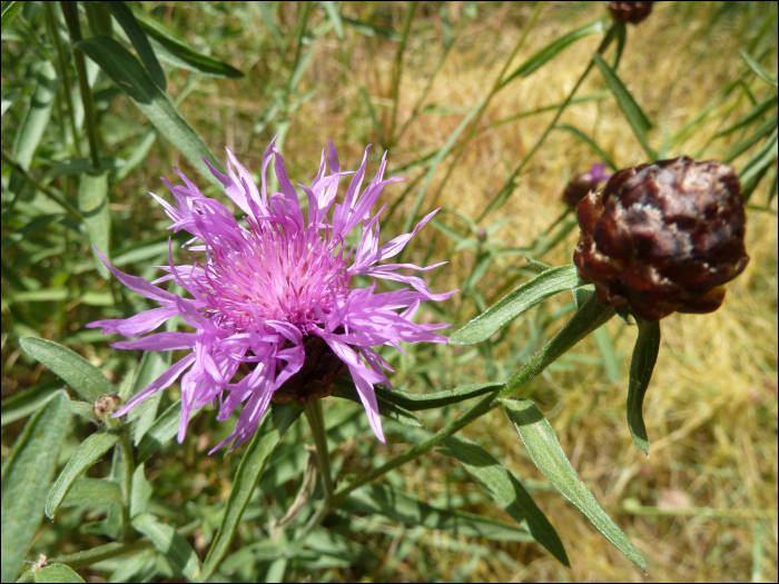 Photo de Centaurée noire (Centaurea nigra L.)