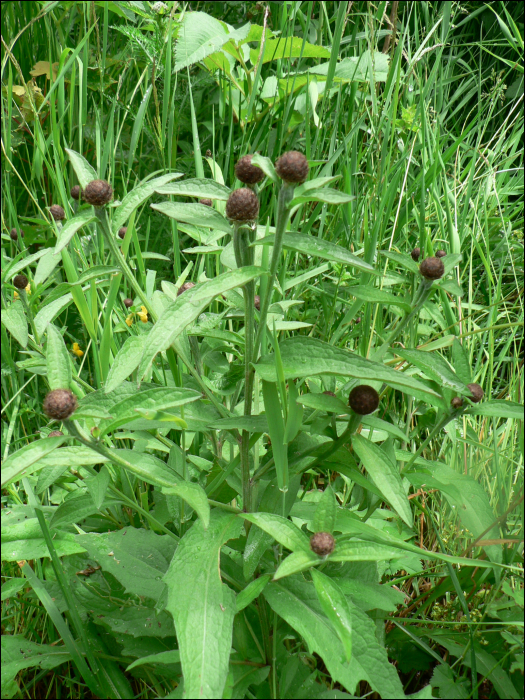 Centaurea nigra L.