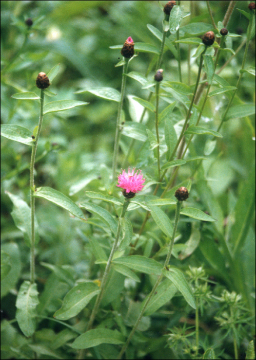 Centaurea nigra L.