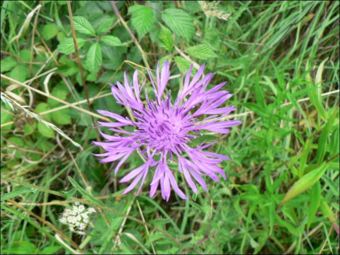 Centaurea nigra L.