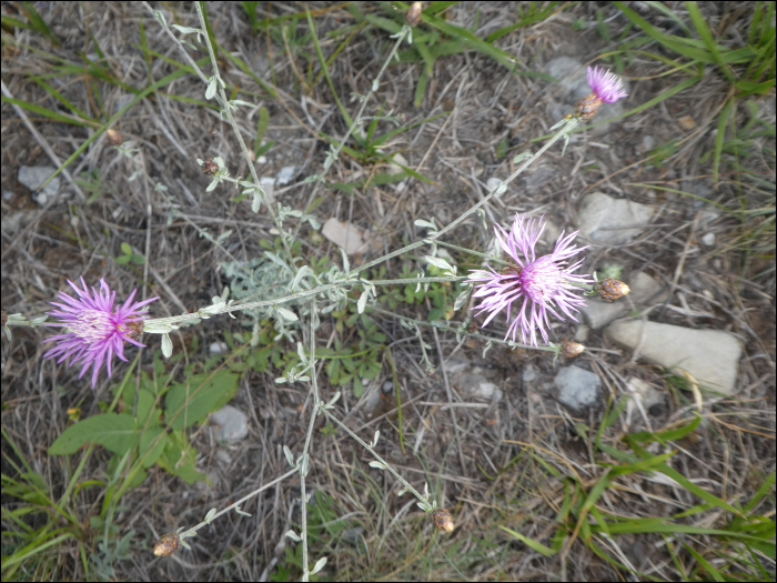 Centaurea paniculata