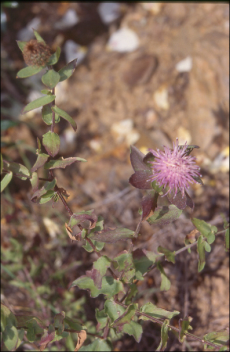 Centaurea pectinata L.