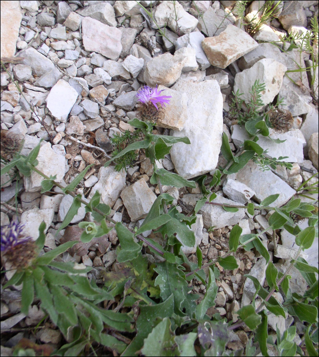 Centaurea pectinata L.