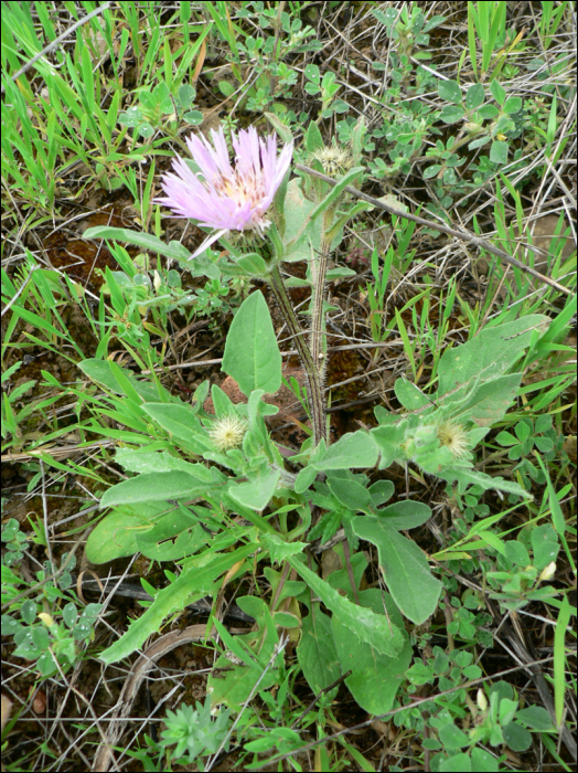 Centaurea pullata