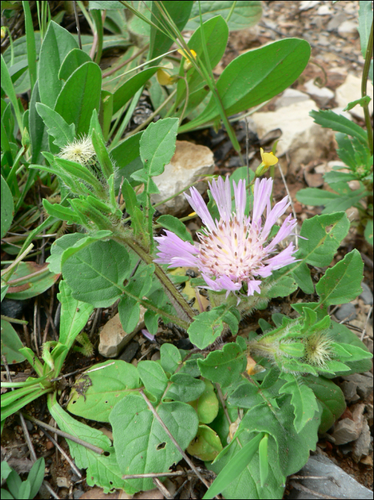 Centaurea pullata