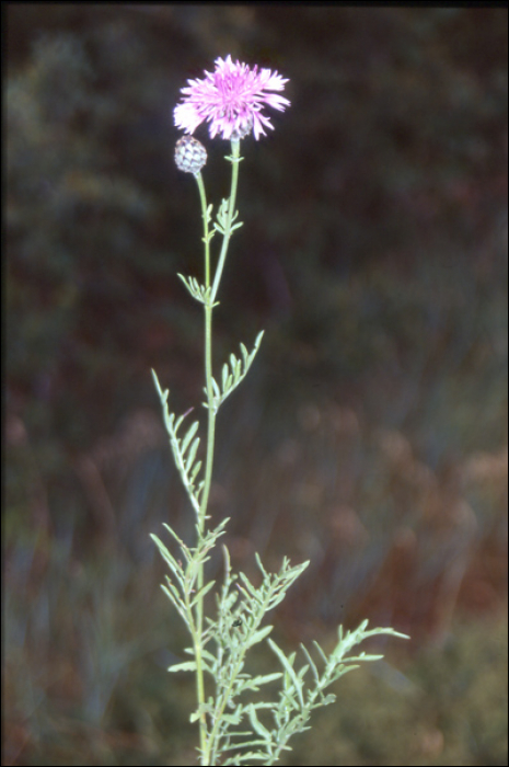 Centaurea scabiosa L.