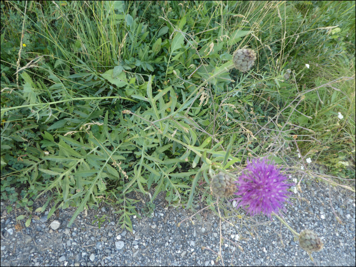 Centaurea scabiosa L.
