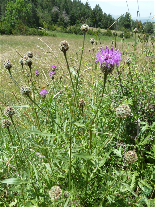 Centaurea scabiosa L.