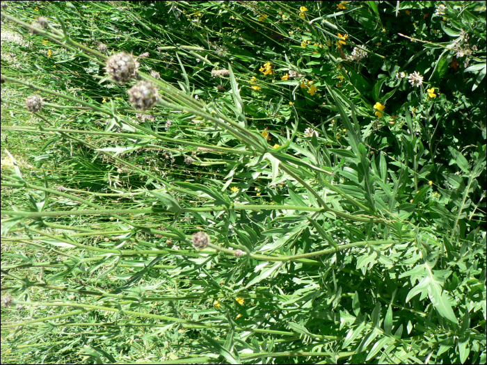 Centaurea scabiosa L.