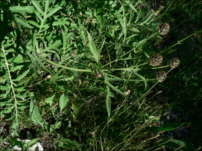 Centaurea scabiosa L.