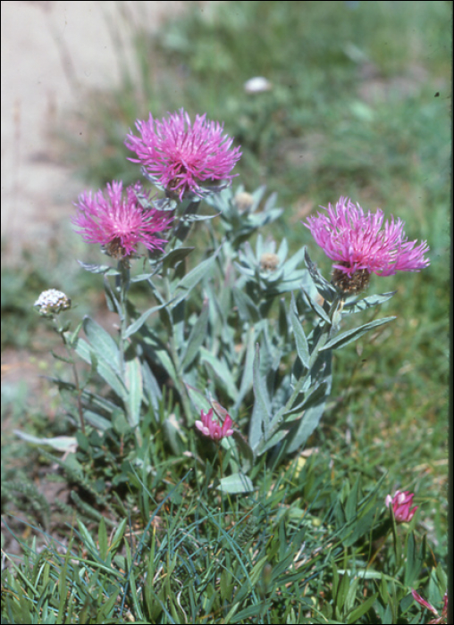 Centaurea uniflora Turra