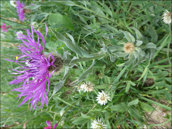 Centaurea uniflora Turra