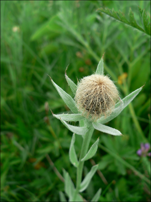 Centaurea uniflora Turra