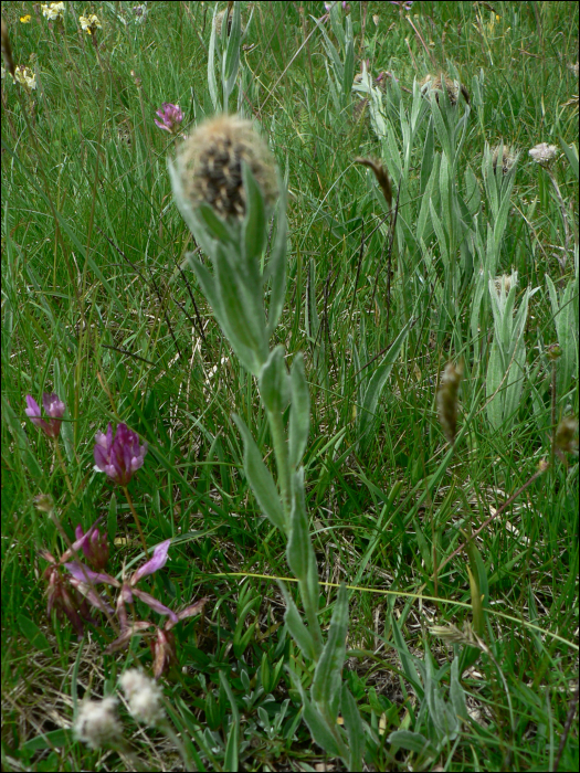 Centaurea uniflora Turra