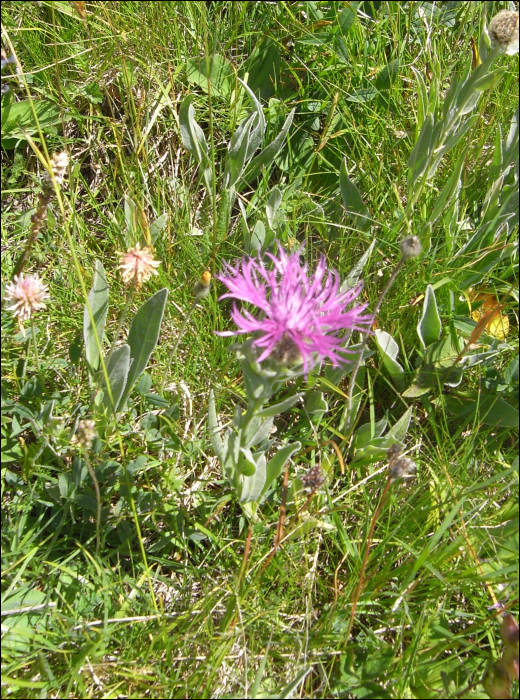 Centaurea uniflora Turra