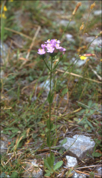 Centaurium erythraea Rafn (=Erythrea minus)