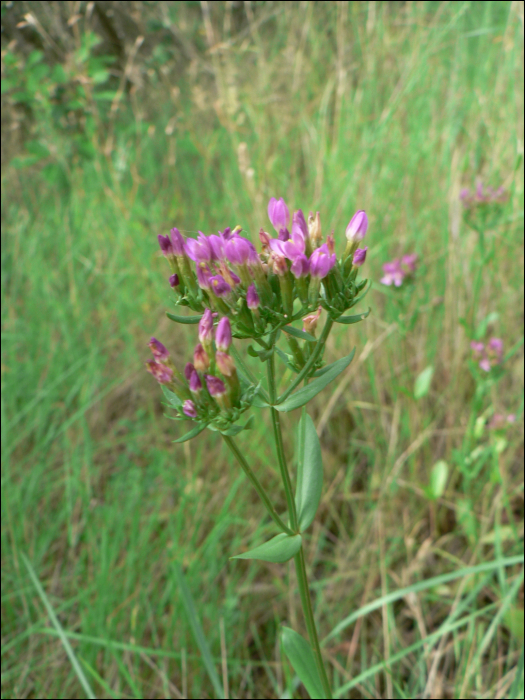 Centaurium erythraea Rafn (=Erythrea minus)