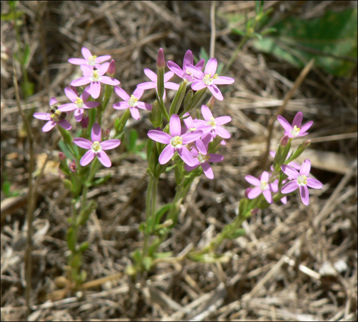 Centaurium erythraea Rafn (=Erythrea minus)