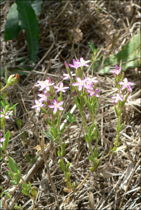 Centaurium erythraea Rafn (=Erythrea minus)