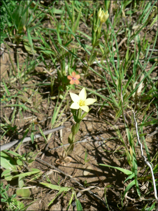 Centaurium maritimum (L.)