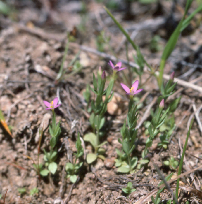 Centaurium pulchellum (Sw.)