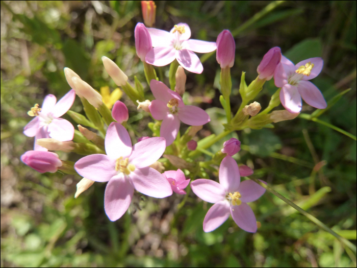 Centaurium pulchellum (Sw.)