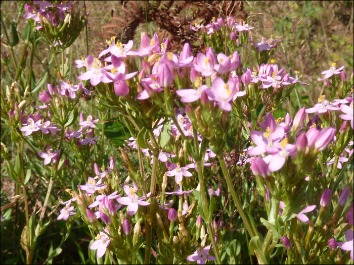 Centaurium pulchellum (Sw.)