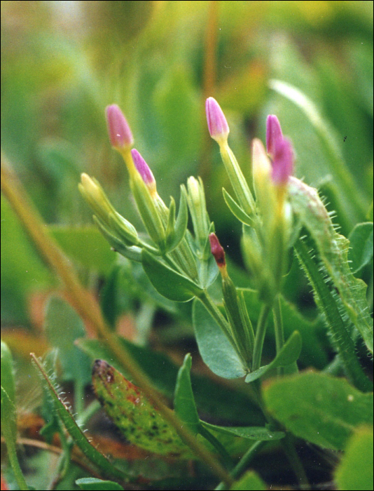 Centaurium pulchellum (Sw.)