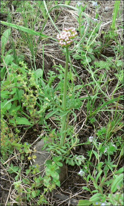 Centranthus calcitrapa