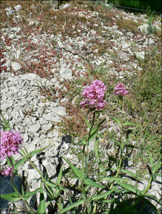 Centranthus lecoqii (= C. angustifolia)