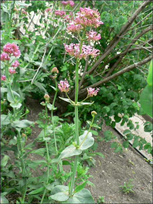 Centranthus ruber