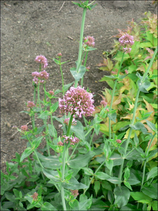 Centranthus ruber