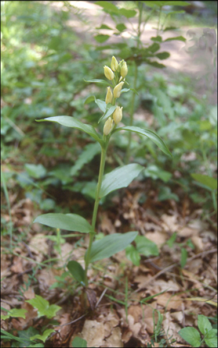 Cephalanthera damasonium