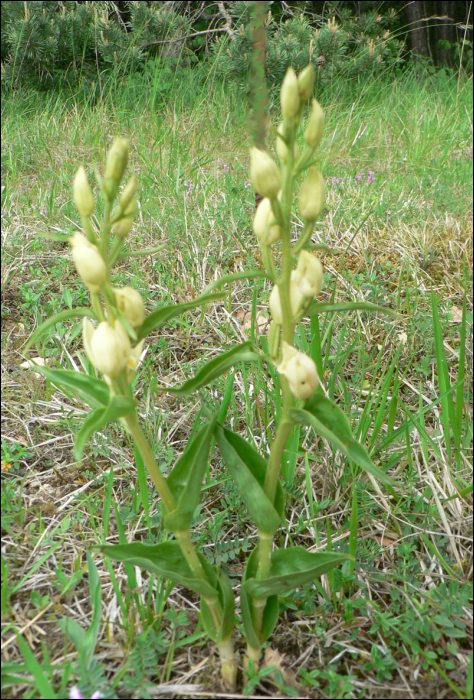 Cephalanthera damasonium