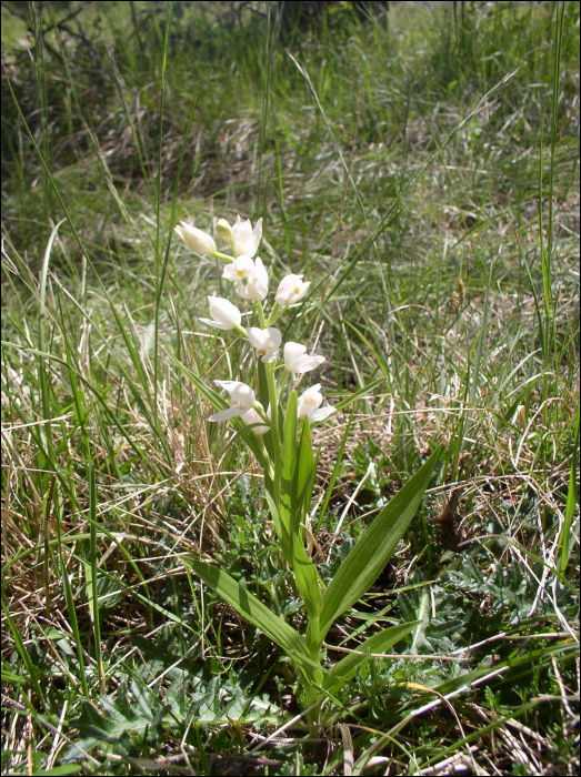 Cephalanthera longifolia