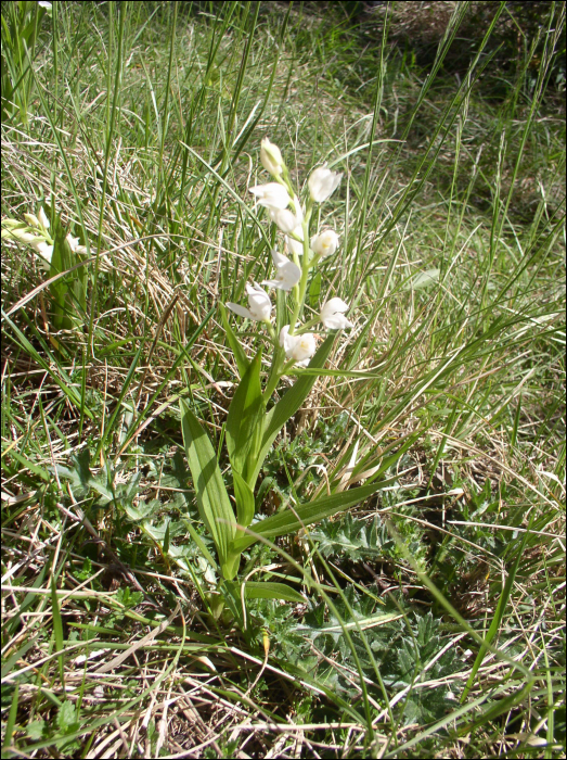 Cephalanthera longifolia