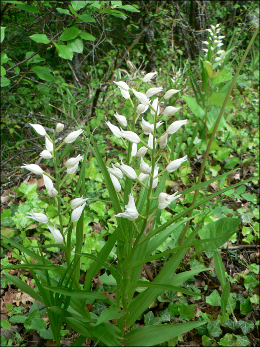 Cephalanthera longifolia