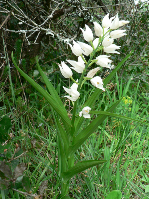 Cephalanthera longifolia