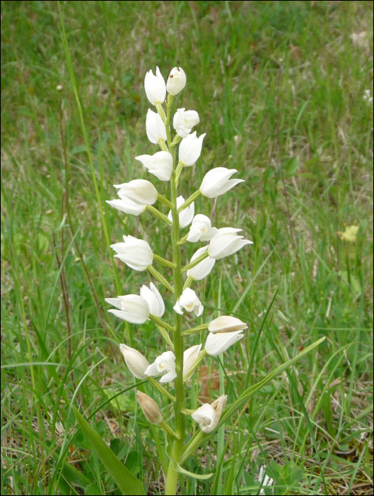 Cephalanthera longifolia