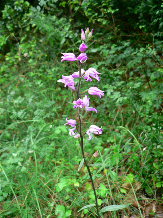 Cephalanthera rubra (L.)