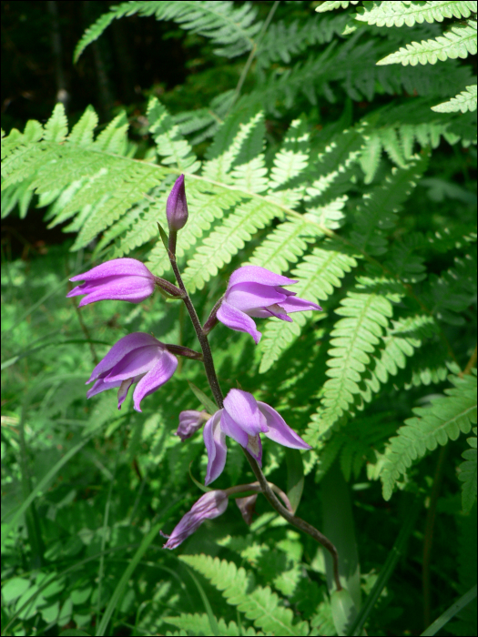 Cephalanthera rubra (L.)