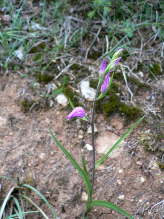 Cephalanthera rubra (L.)