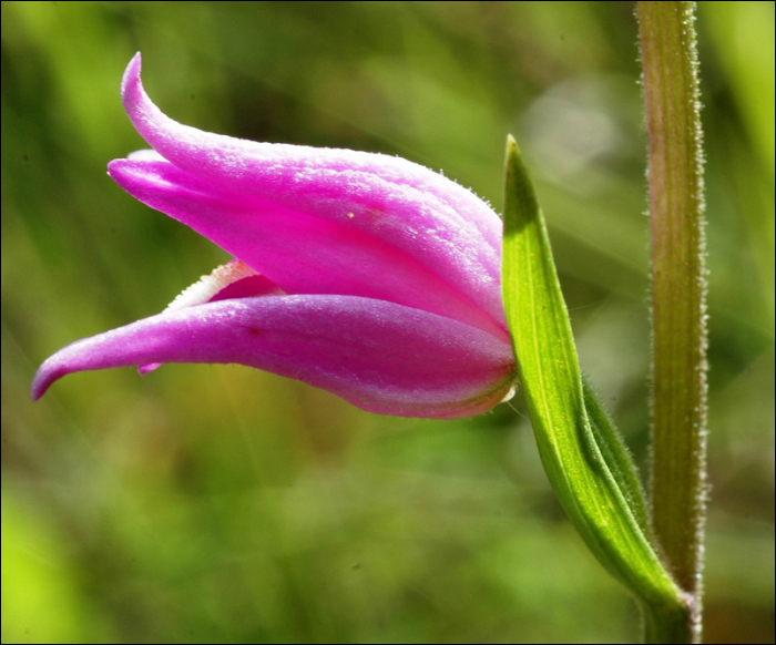 Cephalanthera rubra (L.)