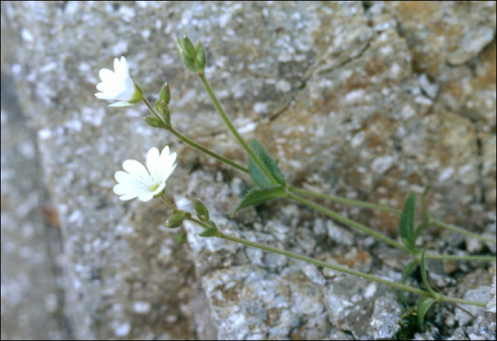 Cerastium alpinum L.