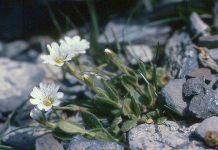 Cerastium alpinum L.