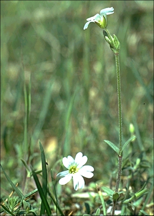 Cerastium arvense L.