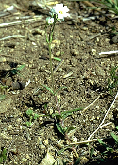 Cerastium arvense L.