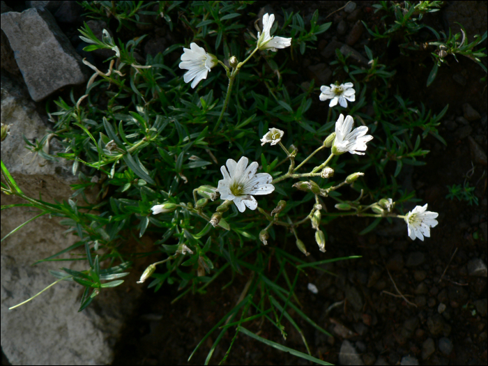 Cerastium arvense L.