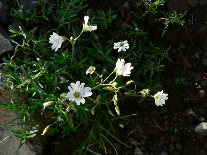 Cerastium arvense L.