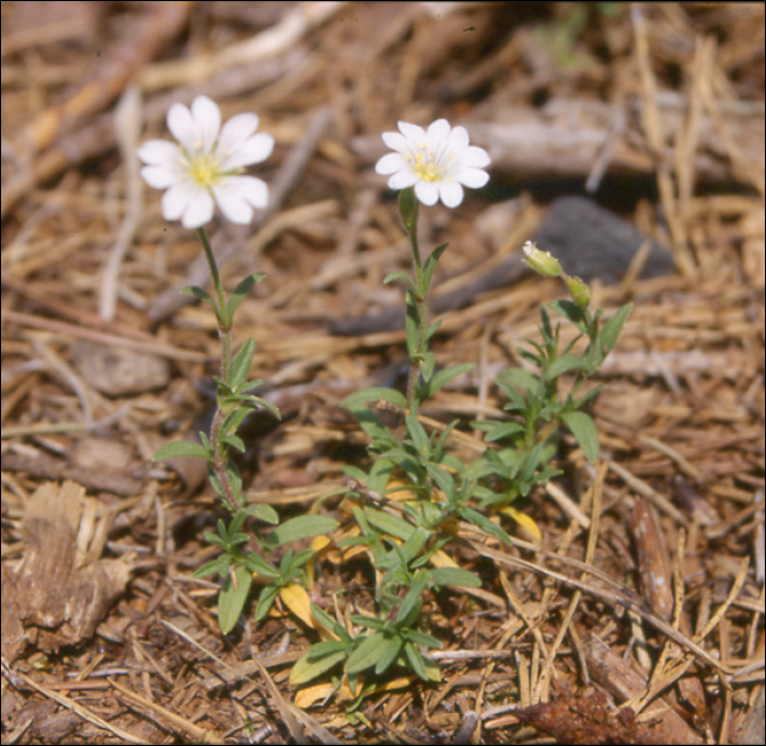 Cerastium fontanum